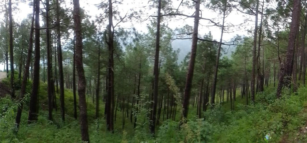 Thakur Homes- Couple And Family Friendly Homestay Шимла Экстерьер фото